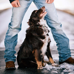 Ariat / M2 Relaxed Stirling Stretch Boot Cut Jean